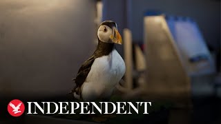 ‘Puffin patrol’: Remote Icelandic community fighting to save puffin chicks