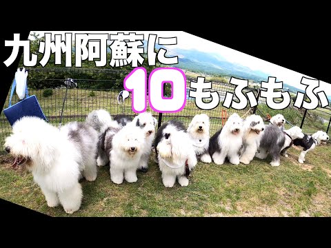 九州で10頭は有り得ないでしょ！オールドイングリッシュシープドッグ集団がみんなを釘付け！！
