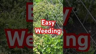 One of the Best Garden Tools #gardeningtips #gardentools #weeding #gardeningadvice #gardenhacks