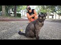 めちゃ求めてくる海辺の猫アバンギャルド