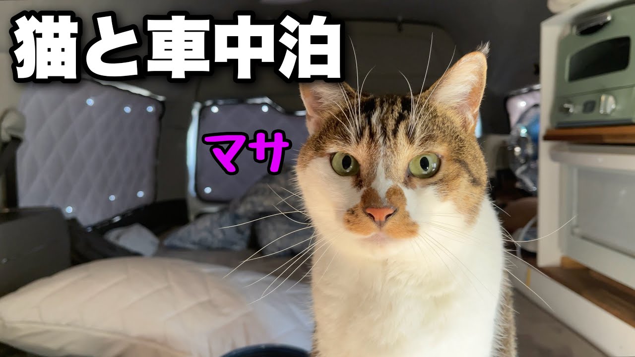 Летний автокемпинг с кошками! Ужин с кошками на придорожной станции в Нагано!