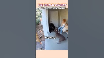 Dogs’ heroic moments protecting their owners， good job, Bruce！ #usa