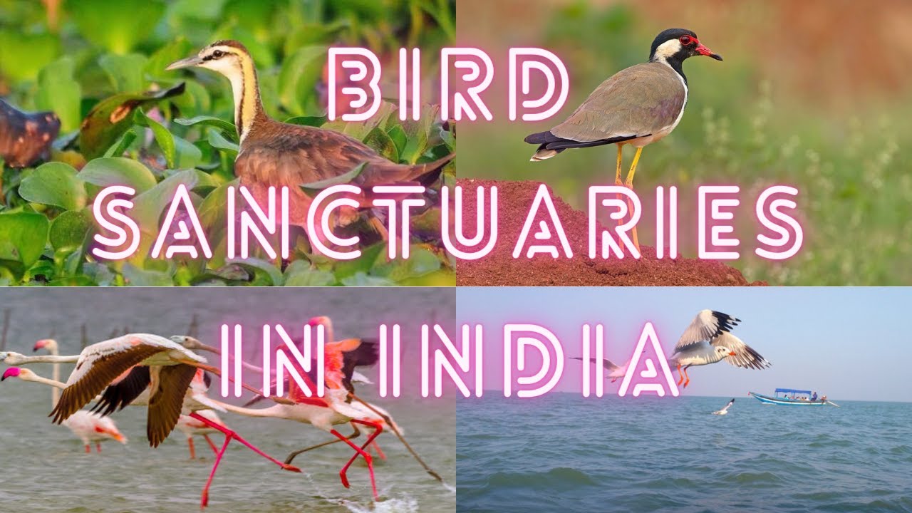Top 15 Most Famous Bird Sanctuaries in India | India tourism | Top Places to Visit in India