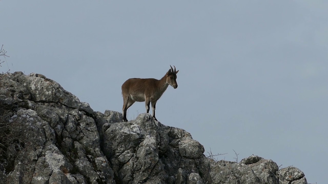 Mufflons, Schafe und viele Steine