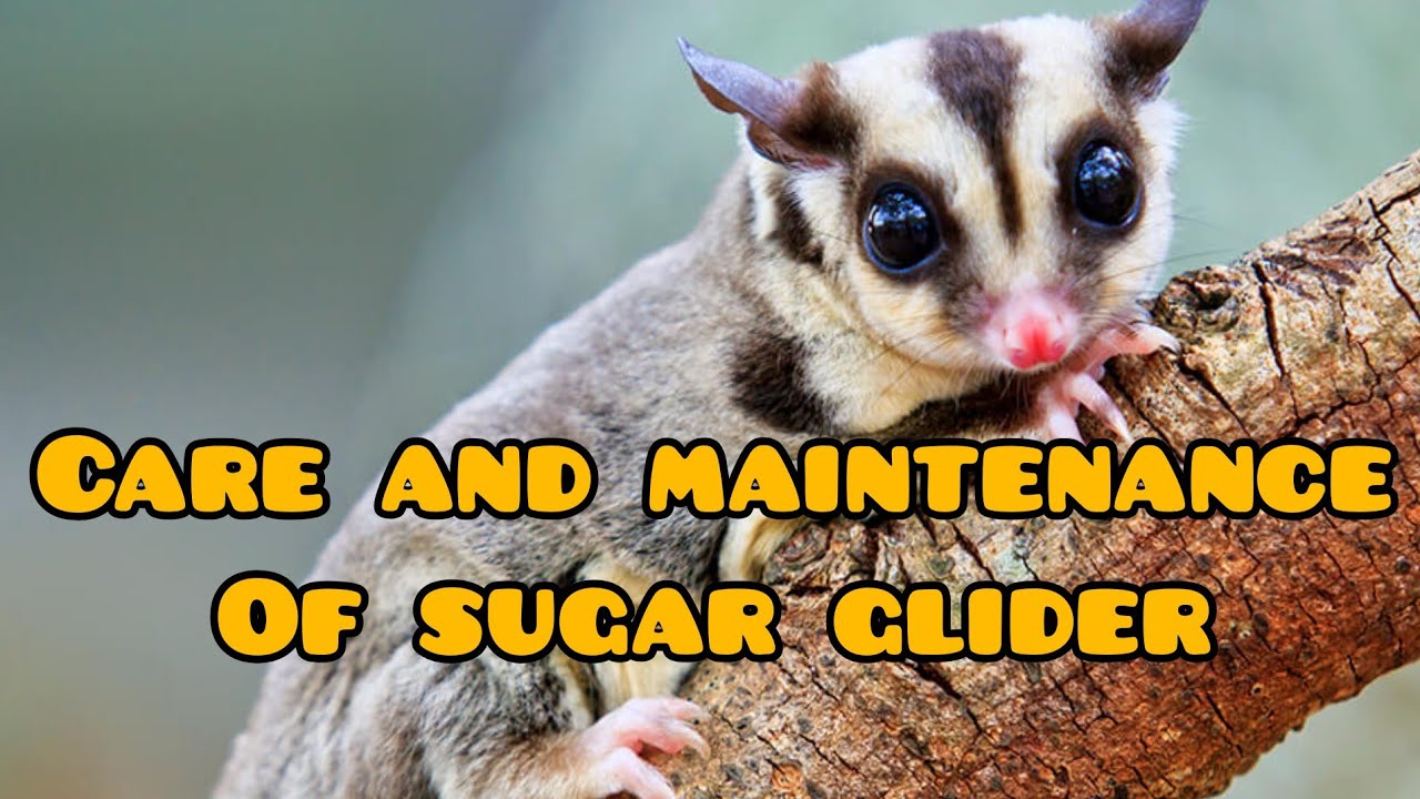 Care and Maintenance of SUGAR GLIDER in Tamil PREDATOR FISH INSIDE