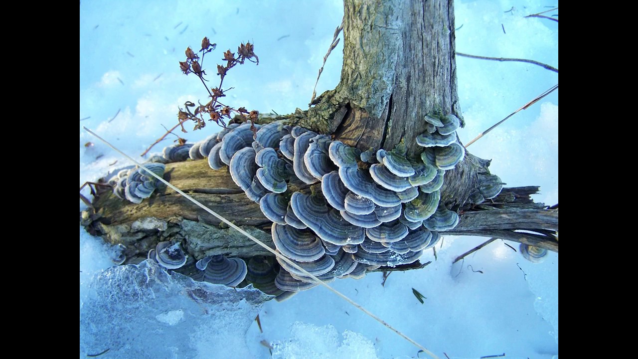 A Taste of Spring - YouTube