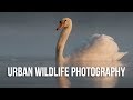 How to Photograph Wildlife in the City with Sam Rowley | Urban Wildlife Photography