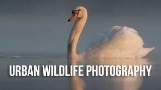 How to Photograph Wildlife in the City | Urban Wildlife Photography