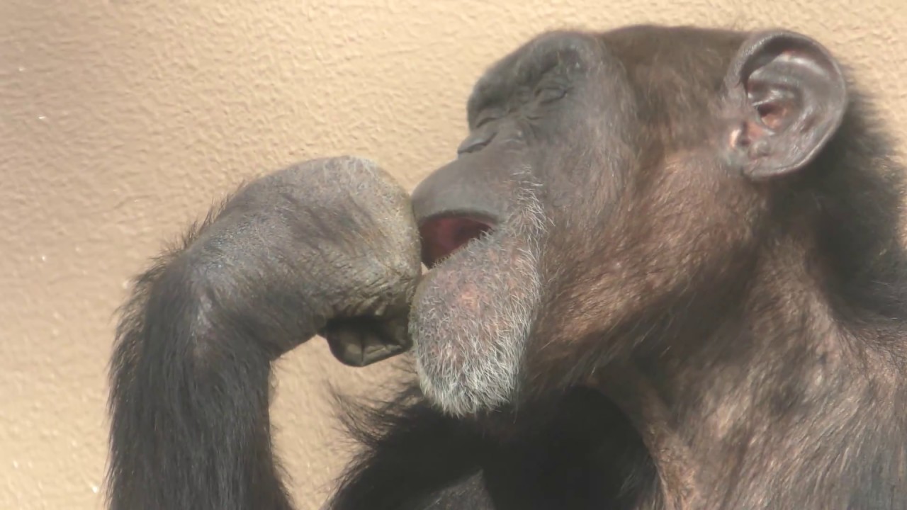 ヤマネとチンパンジー ヤマネとチンパンジー チンパンジー | | 京都市動物園