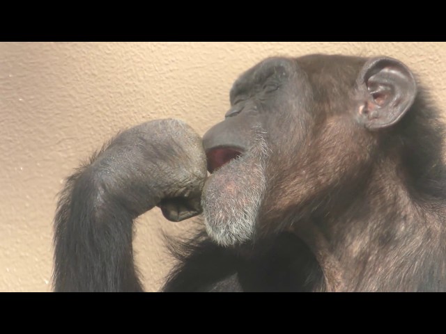 ヤマネとチンパンジー Chimpanzee (YAGIYAMA ZOOLOGICAL PARK, Miyagi, Japan) January 20