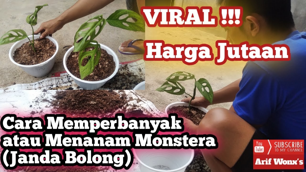 Cara Memperbanyak / Menanam Monstera - Janda Bolong 