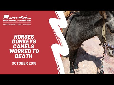 Donkeys, horses and camels are being worked to DEATH!