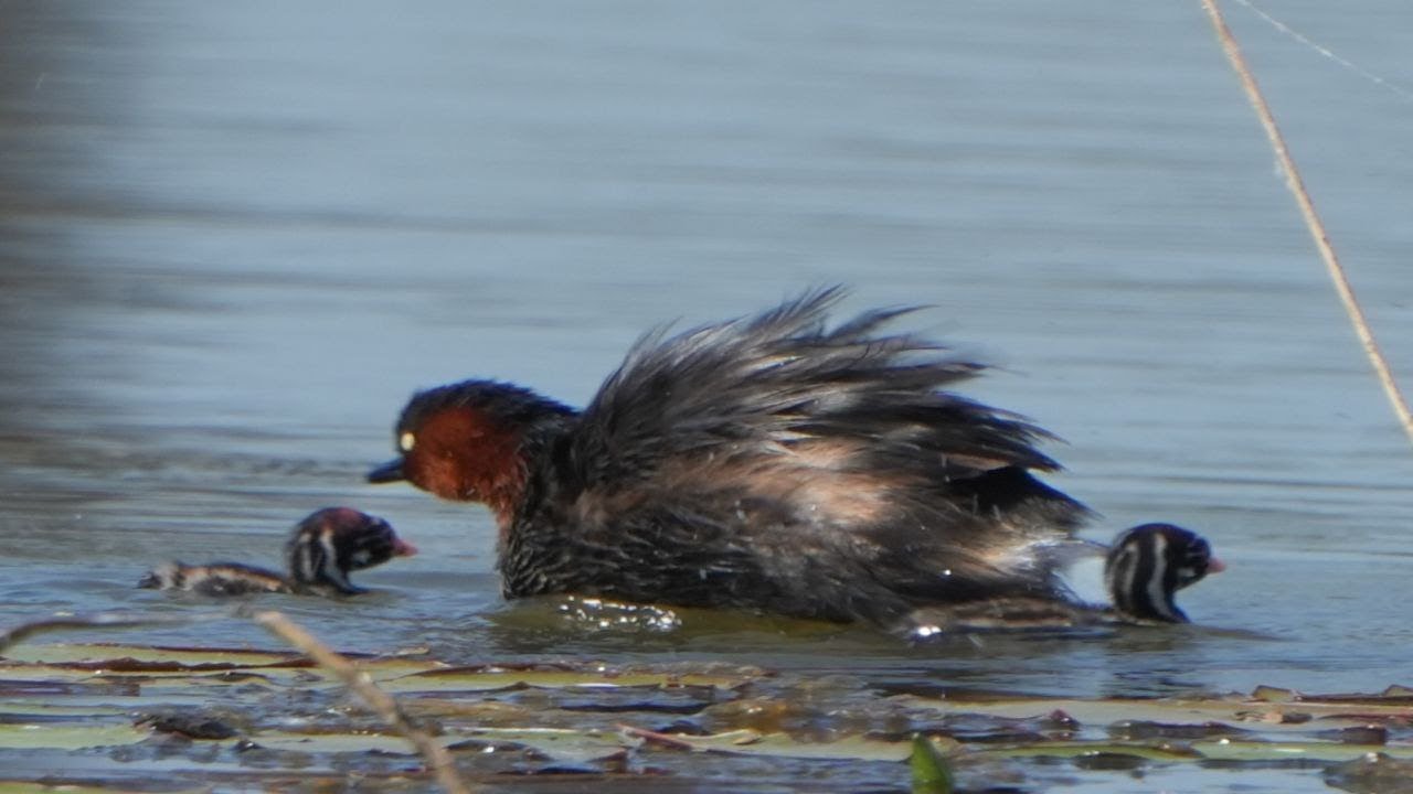 Little grebe birds It's amazing to find food to feed her children.