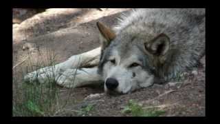WOLF - Remembering Rachane