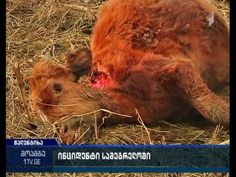 მგლების შემოსევა წალენჯიხის რაიონში