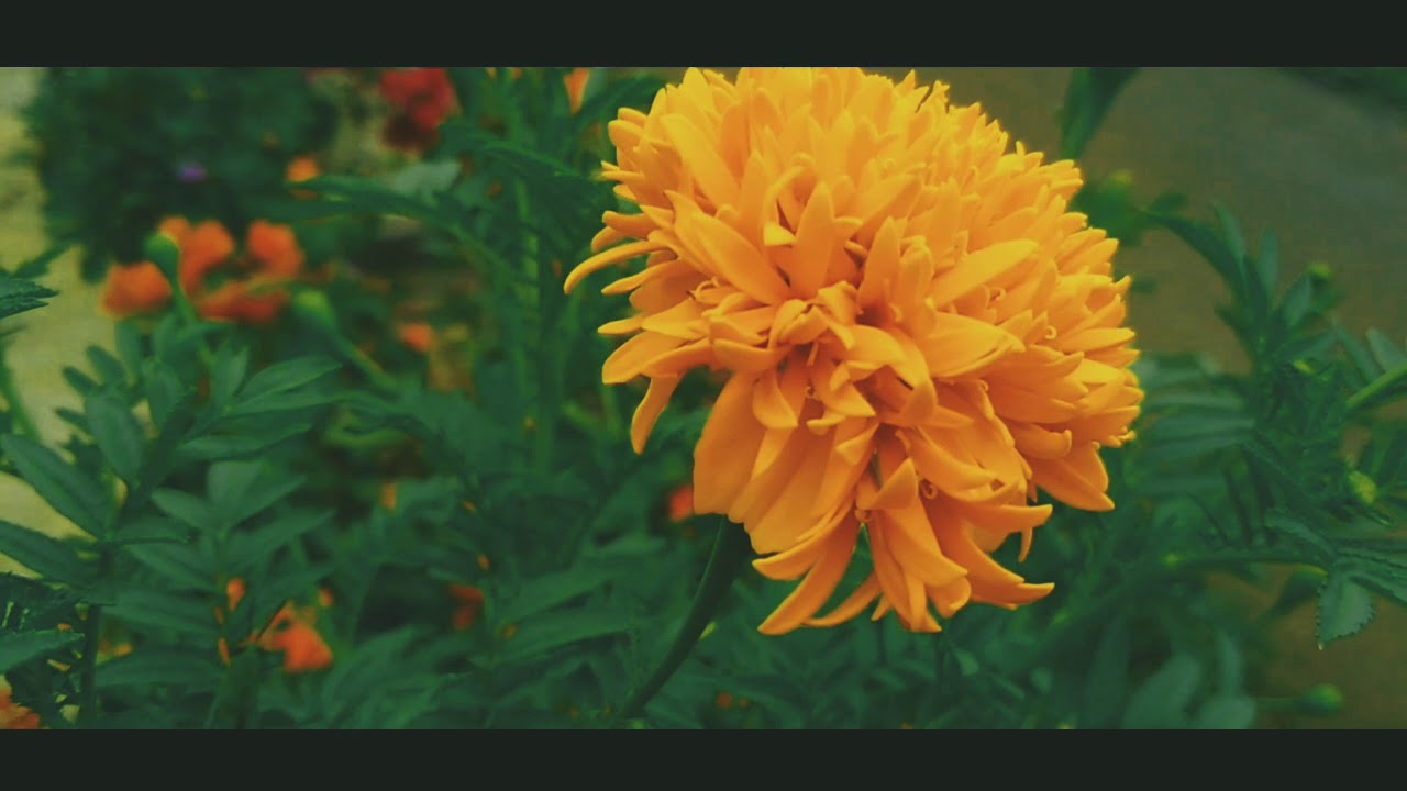 Video cinematic - bunga bunga depan rumah - cawis art