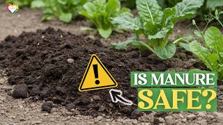Is Animal Manure Safe for Your Vegetable Garden? What You Must Know Before Using It