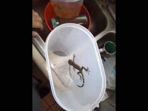 upload image Lizard rescue video 1