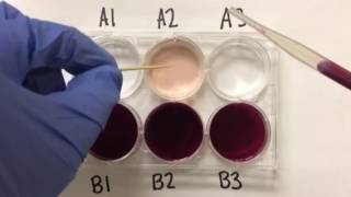 Colorful Oxidation States of Manganese