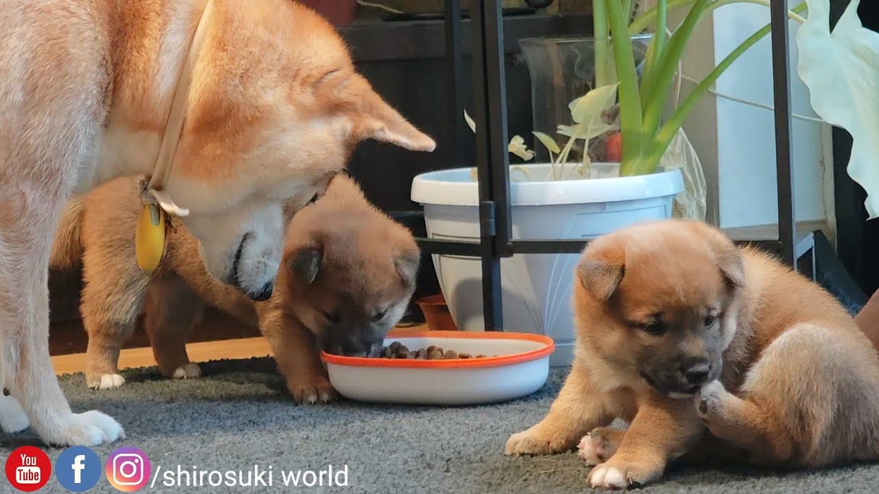 Обучение их с раннего возраста.