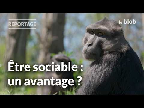 Does Being Sociable Help You Learn? What Macaques Reveal | Report