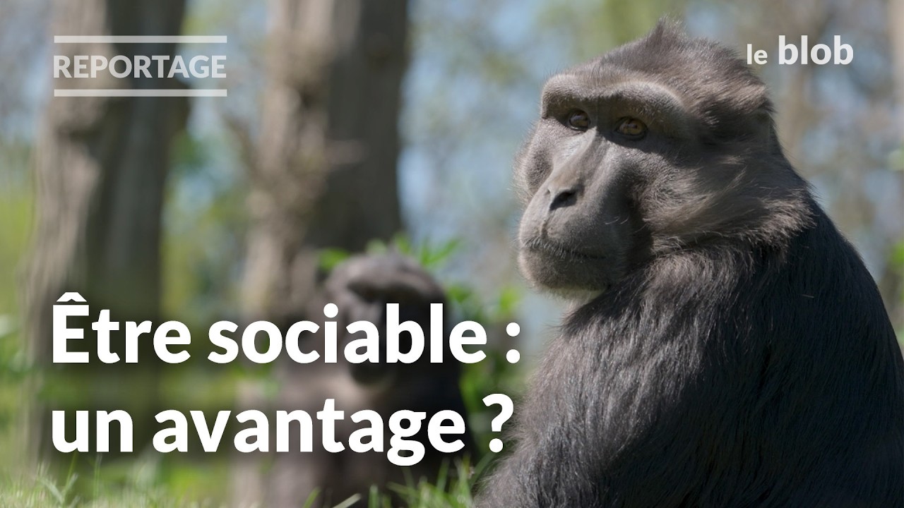 Être sociable aide-t-il à apprendre ? Ce que révèlent les macaques | Reportage