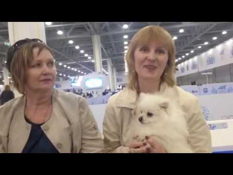 Всемирная выставка собак в Москве 2016 (World Dog Show 2016): впечатления