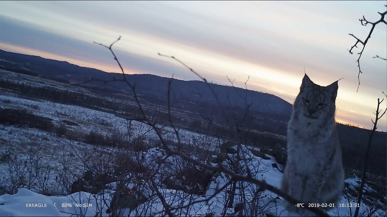 Rare Animals Spotted in Wetland Park in Northeast China newspaper mockup