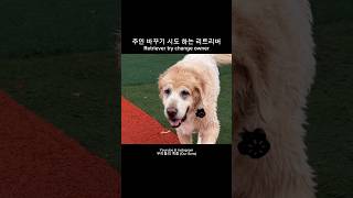 주인 바꾸기 시도하는 리트리버