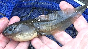 塩素の原液におたまじゃくし