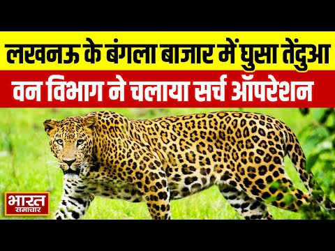 Lucknow के बंगला बाजार में घुसा तेंदुआ, वन विभाग ने चलाया Search Operation!