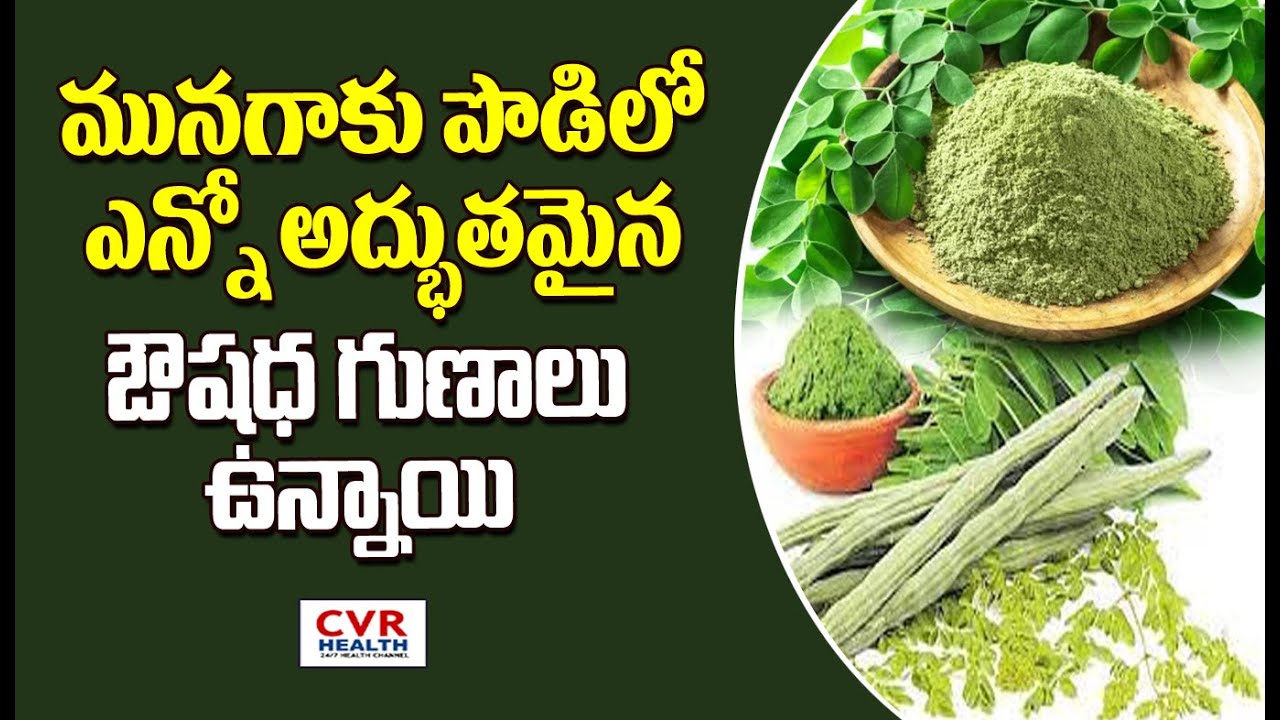 మునగాకు పొడిలో ఎన్నో అద్భుతమైన ఔషధ గుణాలు ఉన్నాయి | Properties of ...