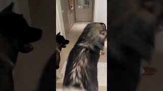 janvi Kapoor with her pets😍#shorts#youtube