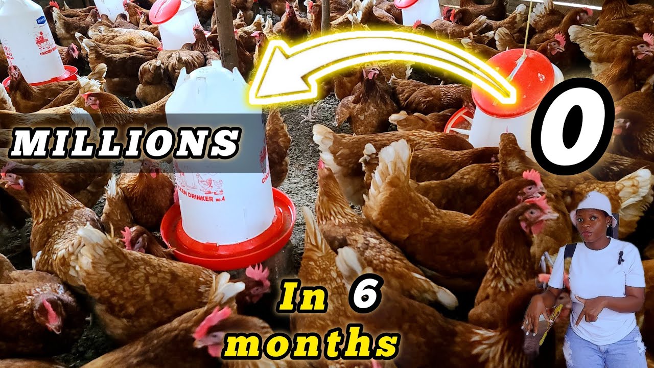 How to start a successful Poultry farm in 6 months as a beginner farmer ...
