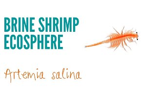 Saltwater Enclosed Ecosphere