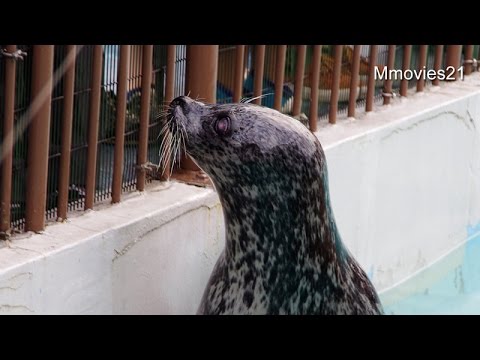 Curious Seal Plays With Diver S Light The Dodo Youtube