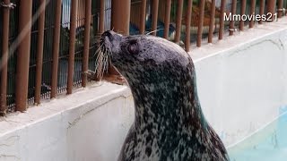 ゼニガタアザラシに活魚給餌~Harbor Seal