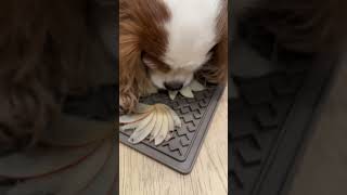 Cavalier King Charles spaniels enjoying thinly sliced apples