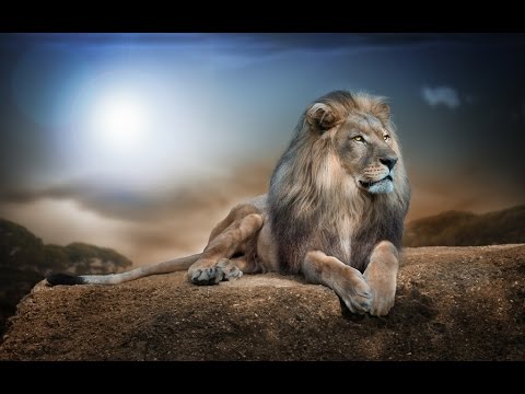 DÜNYA'NIN EN İYİ #ASLAN FOTOĞRAFLARI #İNANILMAZ! HD 1080p