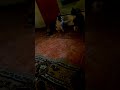 #cats #catvideo #laugh