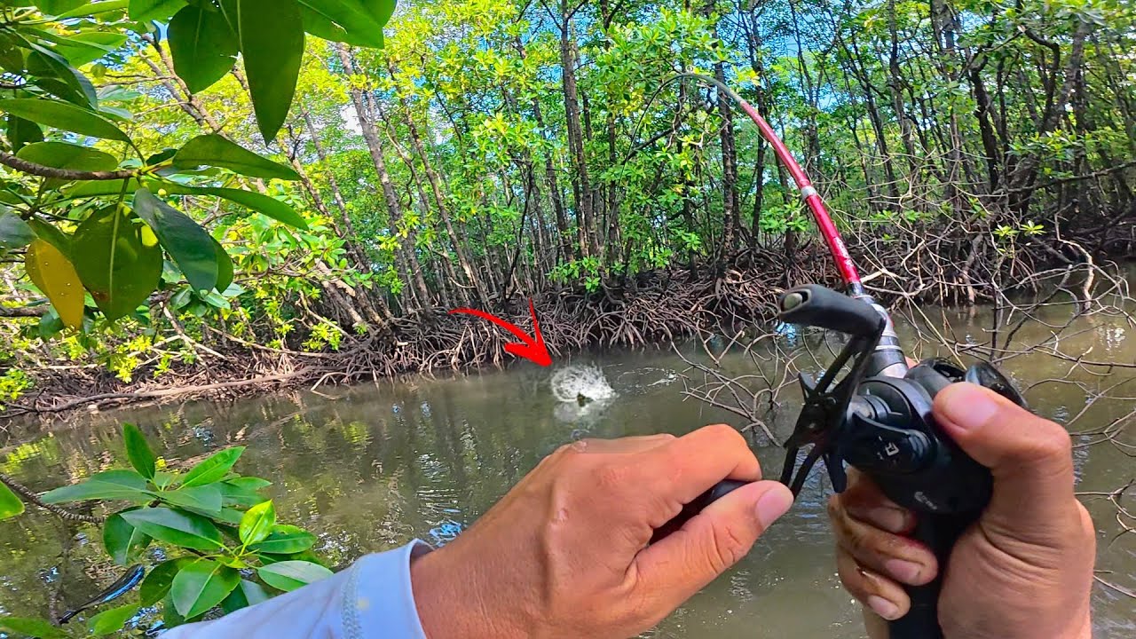 EXPLORE MUARA SEMPIT .!! FULL SAMBARAN TOP WATER MANGROVE JACK , DAIDO COMPETIZION X EMPEROR GARUDA