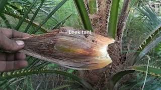 Pertama Kali Sawit Mulai Di Kastrasi.. Simalungun Umur 10 Bulan Tanam..