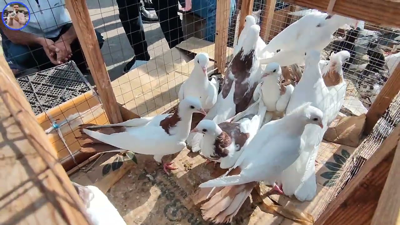 Sabunçu Quş Bazarı 22 iyun 2025