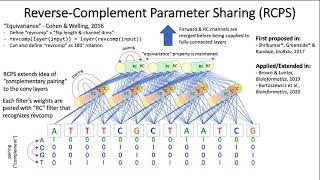 Benchmarking Reverse-Complement Strategies for Deep Learning Models in Genomics (MLCB 2020)