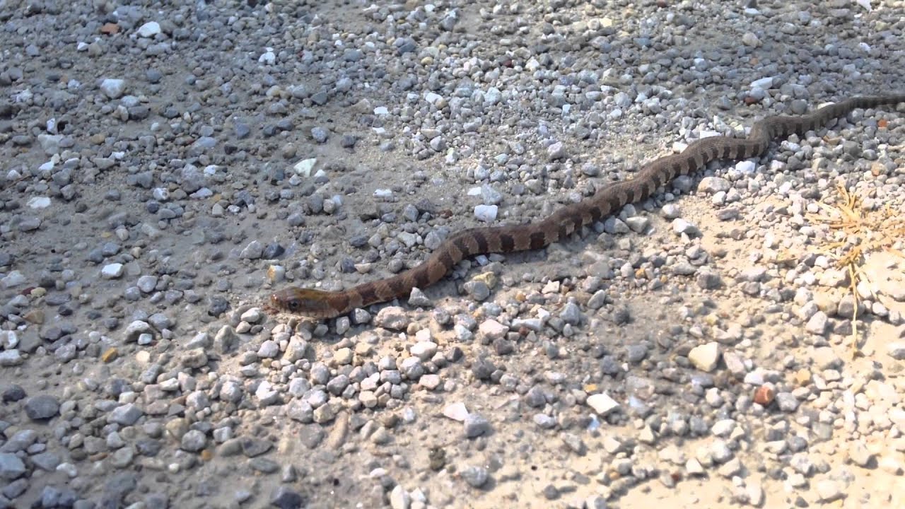Baby Prairie Kingsnake Seen Tuesday YouTube