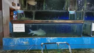 Empurau fish: The most expensive fish in Malaysia.