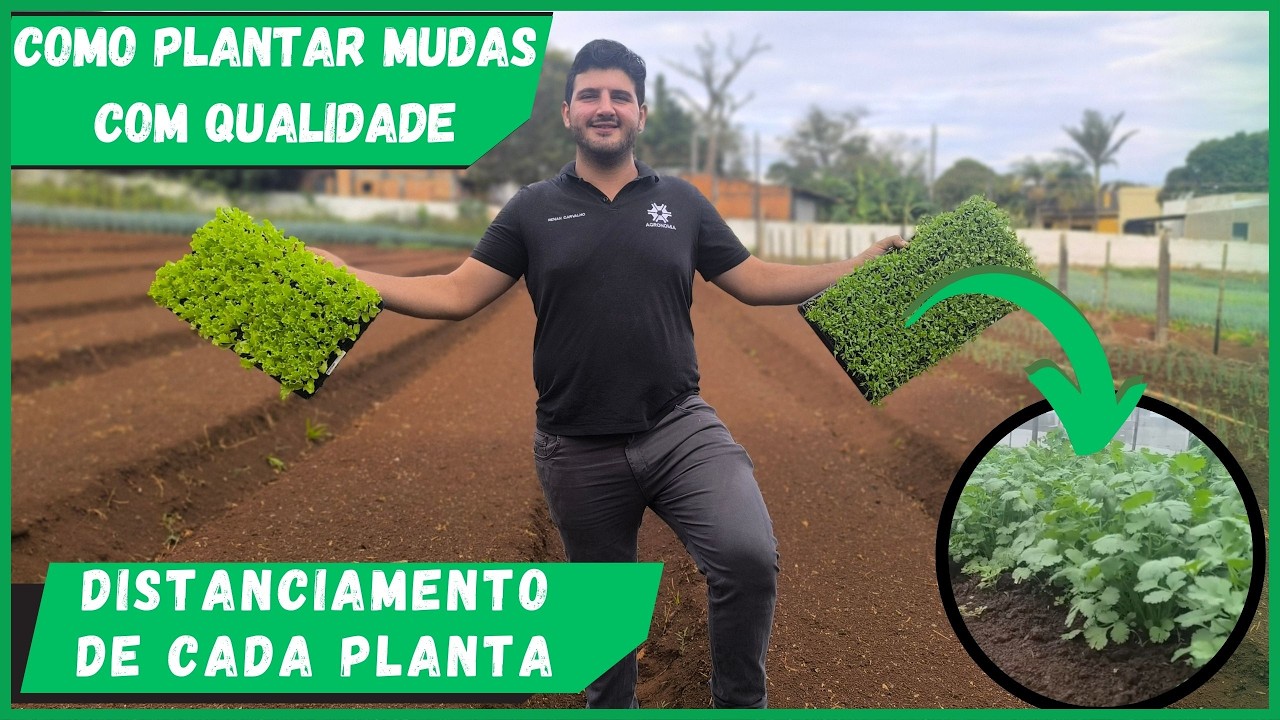 COMO PLANTAR ALFACE, COENTRO, COUVE E OUTRAS VARIEDADES - DICA DE PLANTIO COM QUALIDADE!