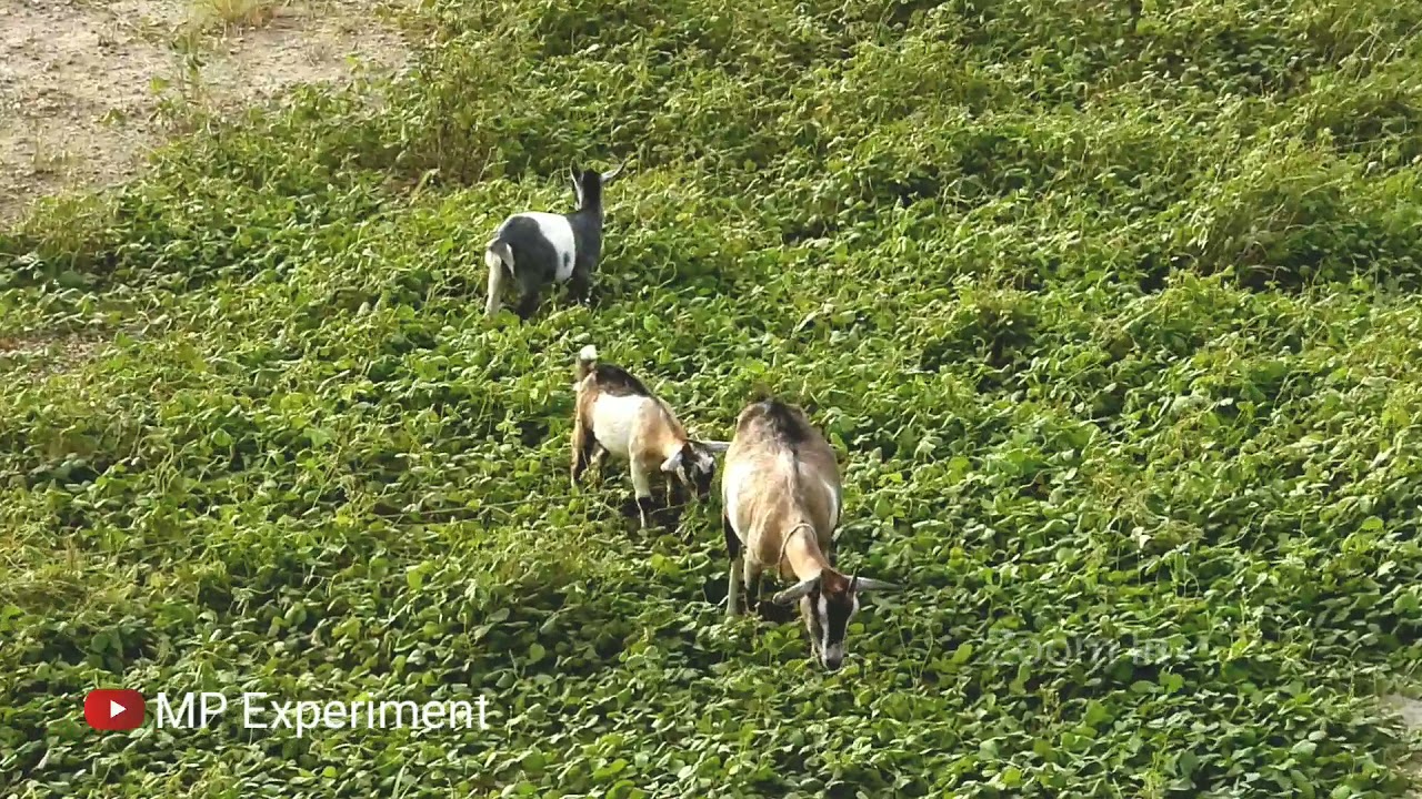 Nikon P1000 Zoom Test the Three Goat | Nikon P1000