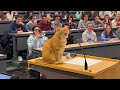 When Cats Are Being Total Little Humans 😂 Funny Cat Videos
