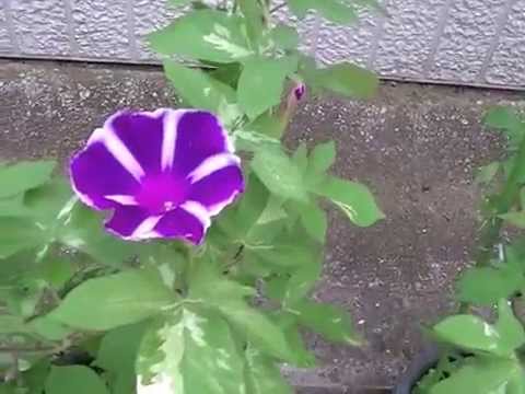 くらしの植物苑 Youtube
